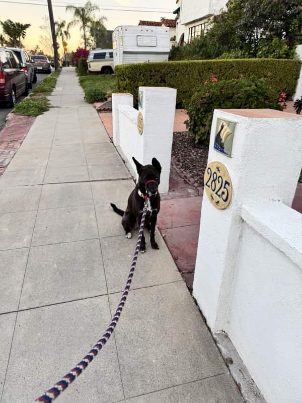 A picture of a black dog named Bowie sitting, taken on February 27 2026 at 6:25 am